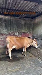 Top quality jersey Cow For Sale || 16-4-2026 #sale