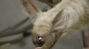 A sloth hangs upside down eating in slow motion | Premium Stock Video Footage