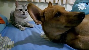 This is why cats are the worst | This is Happening