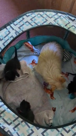 15K views · 660 reactions | How adorable is this. We have these 3 neonatal kittens without a mom. They're being bottle fed in one of our foster homes but look who decided to take care of them. Tara's little dog. He loves hanging out with them showing them lots of love and tender affection. I absolutely love this. | Westfield Homeless Cat Project | Facebook