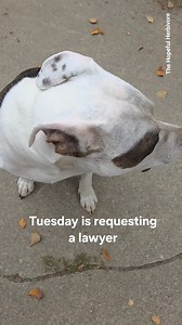 5.3K views · 95 reactions | If you would like to provide legal counsel for Tuesday, please reach out 廊 Note: Witness statements put her in the tomato garden, literally up to her eyeballs in the soil. Good luck. | The Hopeful Herbivore | Facebook