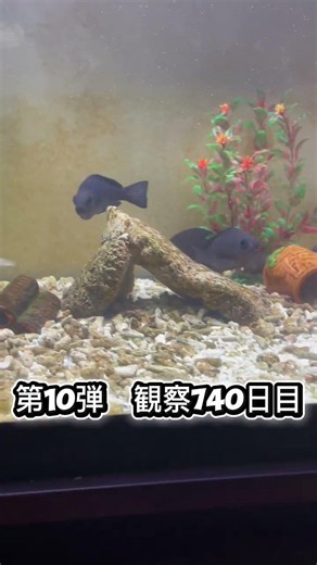 Baby fish growth record, Part 10: Day 740