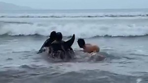 Group tries to refloat a pygmy sperm whale
