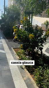 13 reactions · 4 comments | cassia glauca flowering tree | Dogar Online Nursary and Kitchen Gardening Shop | Facebook