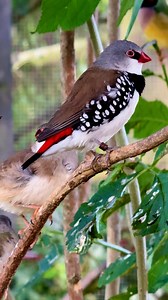 Mix chick with dad(diamond firetail X zebra finch🥵🤷🏼‍♂️) #birds #bird #zebrafinchbreeding #aviary | Tropical Aviary Birds - Torben Dehlholm