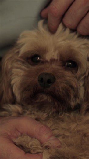 Noel Fitzpatrick on Instagram: "Archie is totally gorgeous, and sadly, in a huge amount of trouble. A vertebral abnormality threatens him with paralysis or even worse, taking his life, in one of our tensest and moving episodes of Supervet ER yet. Archie's story is out on Thursday on YouTube x #SupervetER #FitzpatrickReferrals #Cockapoo"