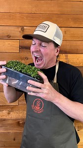 DURABLE MICROGREENS GROW TRAYS. Ideal for growing small to medium...