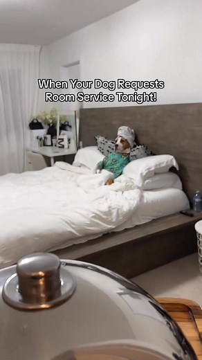 Luna requests room service and we listen 😂 she’s the boss | Luna The Pittie