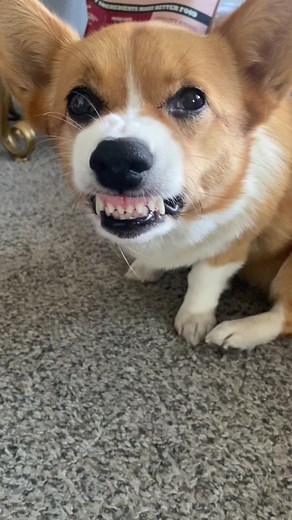 Sassy Corgi Poops on Floor Incident