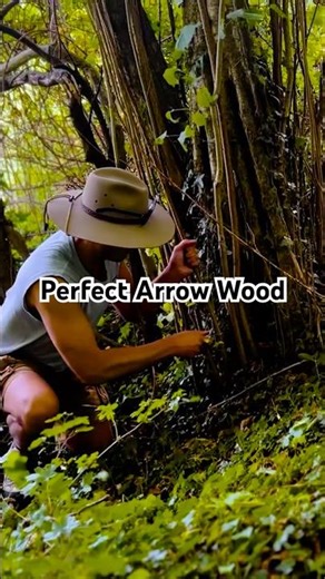 This Tree Makes Perfect Arrows…🌿🏹 Ancient Bushcraft Skills #arrowmaking #bushcraft #archery