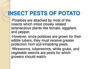 PPT - INSECT PESTS OF POTATO PowerPoint Presentation, free download - ID:672106