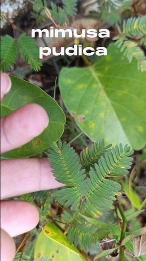 The Amazing Mimosa Pudica – Watch the Sensitive Plant Close! 🌿✨