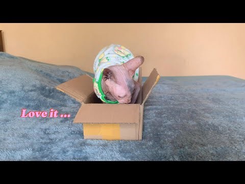 Mom sphynx cat with carton . Love it...