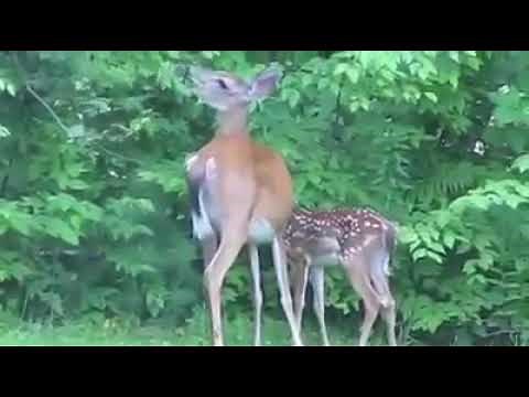 Python attacks the fawn, helpless mother tried everything she could, but...