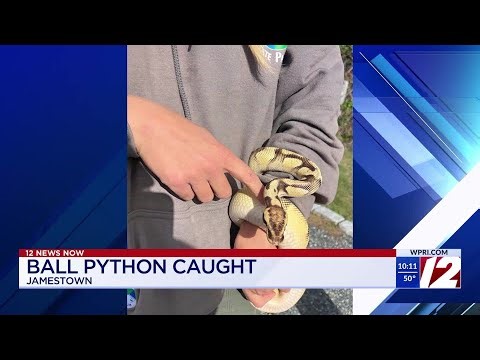 ‘Miraculous’: Ball python rescued in Rhode Island park