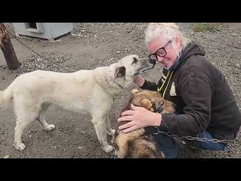 Alaska: The Ultimate Outdoor Adventure with Friends and dogs