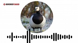Barnacle Goose Sound, Barnacle Goose Call and Song Audiogram Version