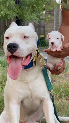 How cute 🥰 🔝🏆Triple M Dogo🏆🔝 . ▶️Follow our Instagram @triplemdogo 📸 . . #dogoargentino #thedogopower #dogo #dogoargentinoworld #powerful #powerfuldogs #argentinemastiff #workingdog #argentinedogo #workingdogs #bigdog #k9 #perros #caobruto #dogopuppy #hunters #k9dogs #hunting #caesdetrabalho #caça #huntingdogs #dogo #Whitedog | Triple M Dogo