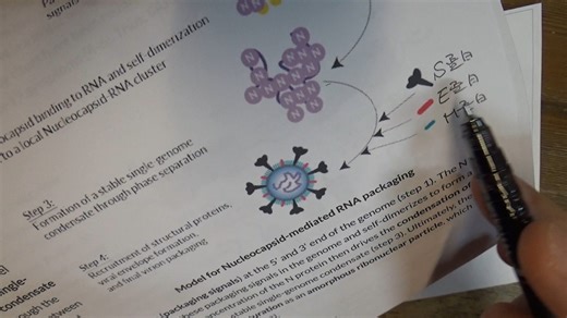 自己増幅RNAが感染性粒子を作るという論文