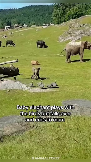 Heartwarming Animal Moments That Will Melt Your Heart