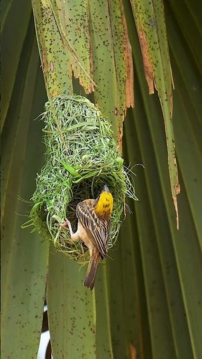 How Male Birds Build Nests to Impress Females 00010#bird #birdhome #birdbuildnest