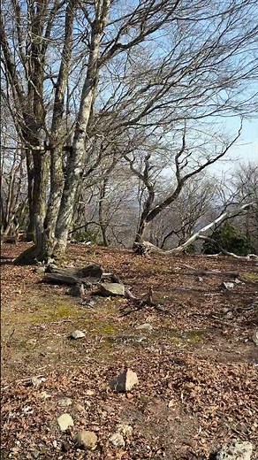 京都市北区 桟敷ヶ岳 山頂 2026.03. #登山 #関西百名山 #京都 #桟敷ヶ岳 #自然 #山頂