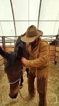 1. MULE U-The Correct Way to Halter Your Mule #MuleU #MuleUniversity #AveryAdventures