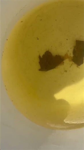 Trasladando los koi Nemo al estanque de crecimiento #enbuscadelosmejoresprecios #peces #fish