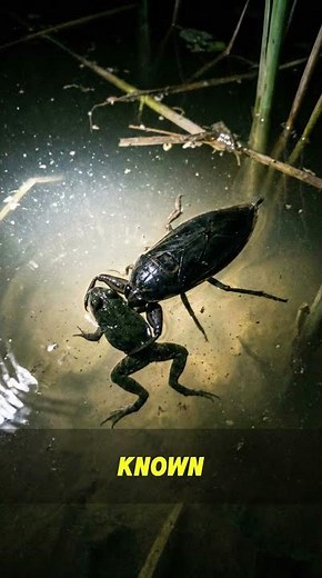 Why You Should NEVER Swim at Night ⚠️🌊 #shorts