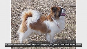 How to Brush and Deshed Your Tibetan Spaniel: Essential Tips