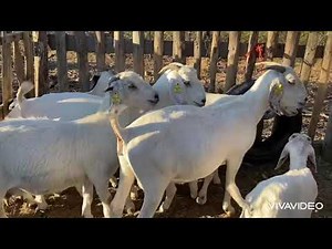 #Savanna #farming #Goats in Botswana