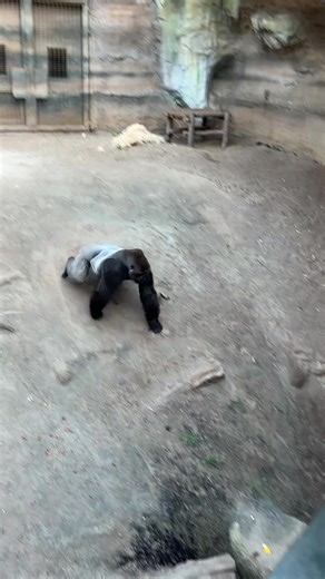 Gorilla Encounters at Rostock Zoo: A Unique Experience