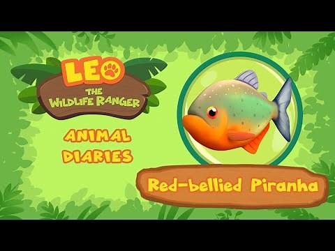 Red-Bellied Piranha | SHARP TEETH! | Leo the Wildlife Ranger | Fun Animal Facts