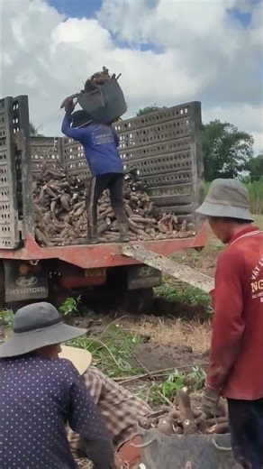 scoop cassava onto the tractor