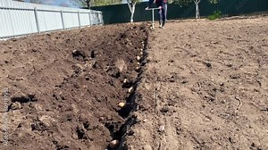 the process of planting potatoes in early spring using a hand plow close-up