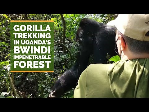 Gorilla Trekking in Uganda's Bwindi Impenetrable Forest