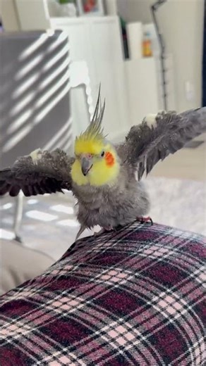 Bath Time With Barney The Cockatiel | Cute Pet Bird | Cockatiel Diaries
