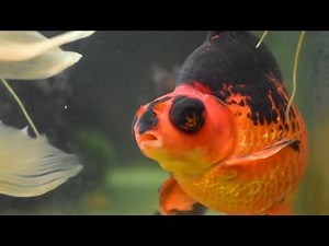 Monstro, the Goofy Goldfish! | The Koala