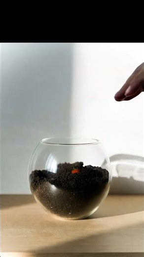 Watch a Cherry Tomato Plant Grow! Seed to Harvest Transformation