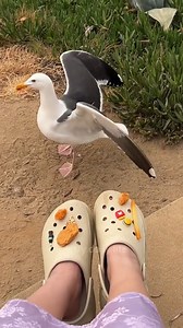 Funny seagulls | Geographical Beauty