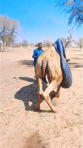 خطواتٌ على الرمال… تحكي قصةَ الكفاح