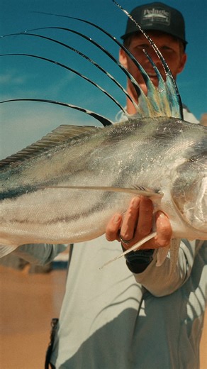 This is the vibe I have when the little Roosters are biting…They can be so fast-paced and aggressive even at that size 🙌😂 It makes this time of year uniquely different and fun even after having a killer season chasing the big ones. 😁💪🔥 - - @pelagicgear @centuryrodsusa - - #rooster #roosterfish #gallo #pezgallo #surf #surffishing #beachfishing #topwater #topwaterlures #surfacelures #landbased #landbasedfishing #fishingdaily #saltwaterfishing #sportfishing #fishingvideos #sportfishing #mornin