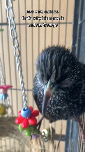Rescued European Starling Learning to Speak | Curious George Story