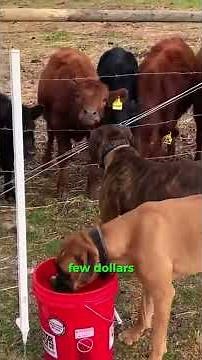 The Easiest Way to Move Cattle Stress-Free Using This Simple Trick