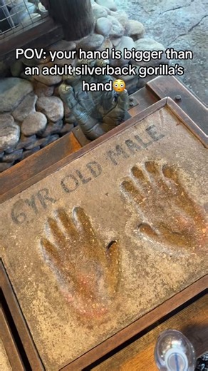 I Have the World's Biggest Female Hands!