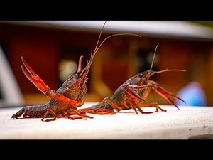 Louisiana Crawfish Boil {Catch Clean Cook} Pan Fried MudBug Fritters