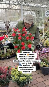 16K views · 254 reactions | #add WEB-SHOP https://pergolanurseries.ecwid.com SKIMMIA “OLYMPIC  FLAME” SKIMMIA “FINCHY” SKIMMIA “RUBY” Plant now for winter colour in pots or beds . Available in WEBSHOP https://pergolanurseries.ecwid.com ALL IRELAND DELIVERY  32 Counties Pergola Nurseries Garden Corner, Virginia, Co Cavan “A gardeners oasis of quality plants “ Open Tuesday to Saturday 10.3-5 Open Sundays 2-5 | Pergola Nurseries Garden Corner | Facebook