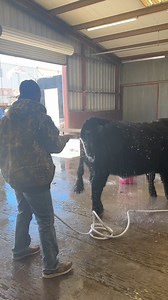 6.7K views · 52 reactions | Splish splash the  are takin’ a bath! | San Antonio Stock Show & Rodeo | Facebook