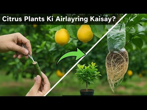 Rare Citrus Airlayering | Finger Lime & Long Lemon Ka Asaan Tarika