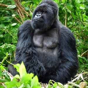 What do Gorillas Eat?, Characteristics, Types and more ▷➡️ Postposmo